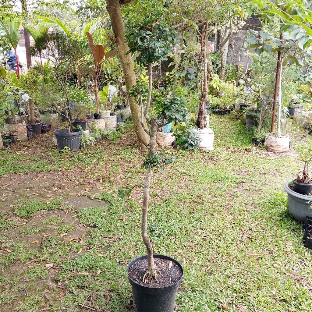 Bonsai Serut Taman Tinggi 12 Meter Tanaman Hias Outdoor