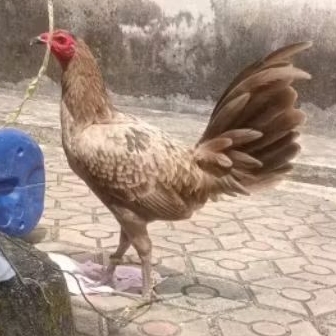 Telur Fertil Ayam Philipin Silangan Hanny x Sweater Pilihan