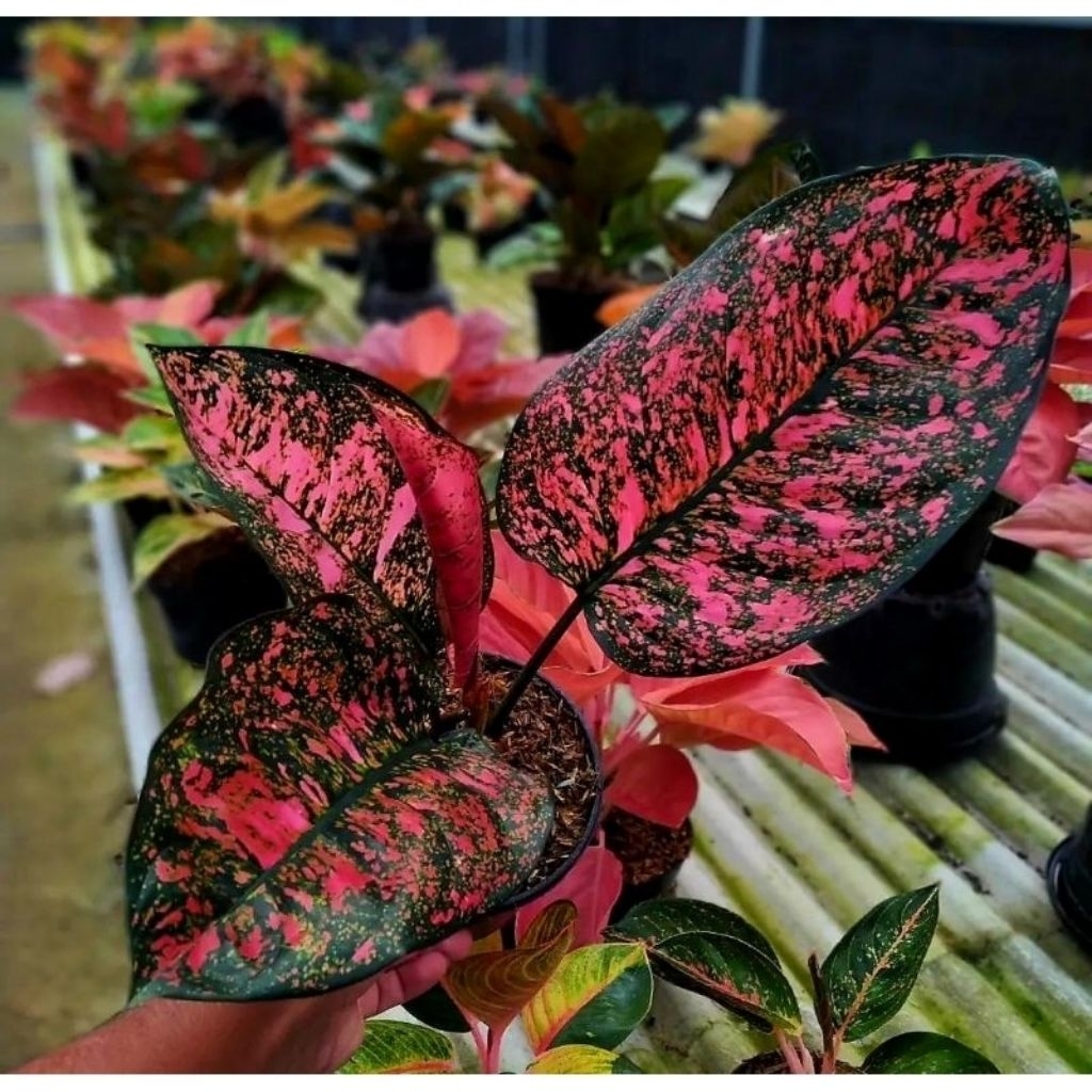 bibit bonggol aglonema ruby giant