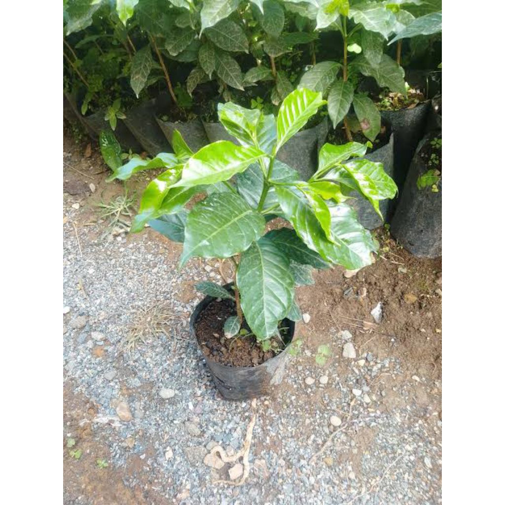 ready bibit kopi Arabika Ateng Gayo super jumbo isi 1 batang 1 polibek ukuran sekitar 25 cm