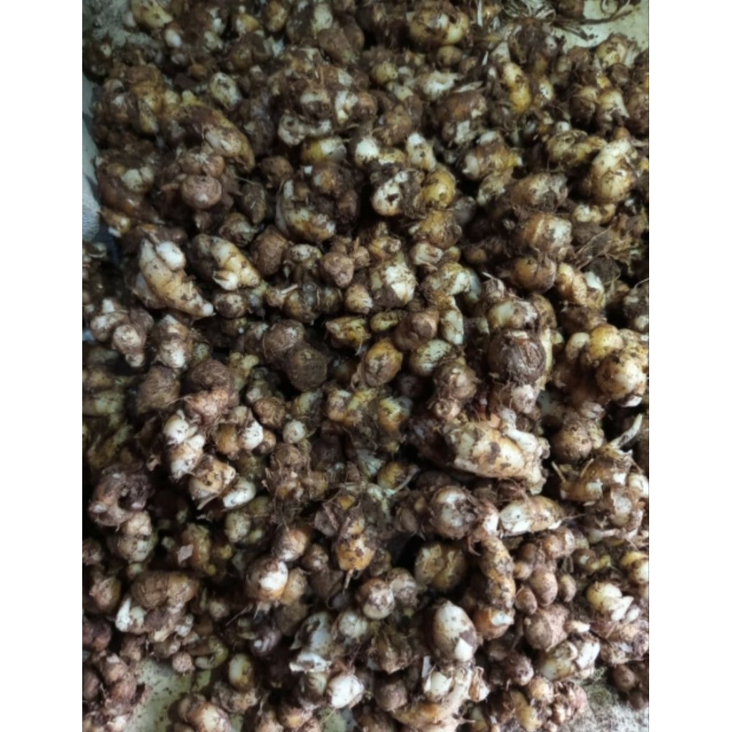KENCUR STW (SETENGAH TUA) 1KG