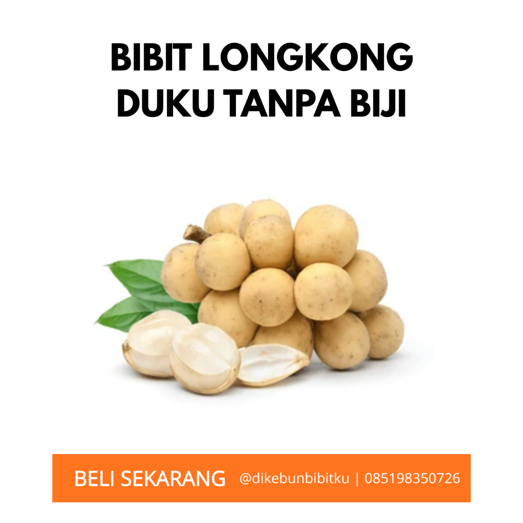 Bibit duku tanpa biji longkong dukong malaysia