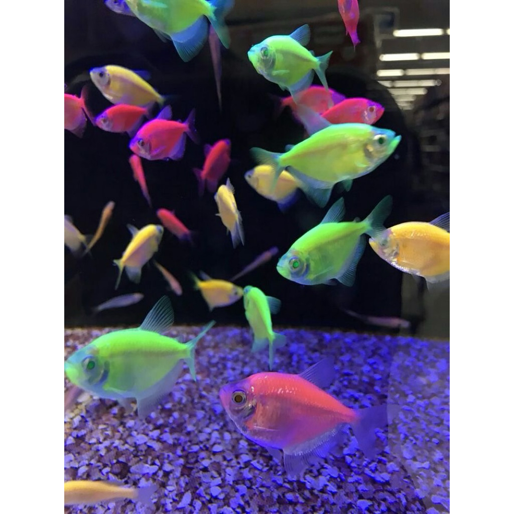 GLOFISH WARNA warni hisan aquarium aquascape IKAN HIAS AIR TAWAR BONUS PAKAN BERGARANSI PROMO TERMUR