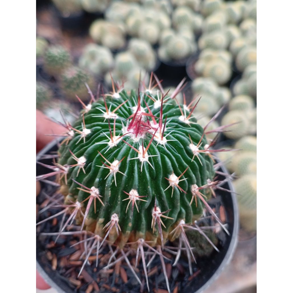 stenocactus ownroot duri sangar