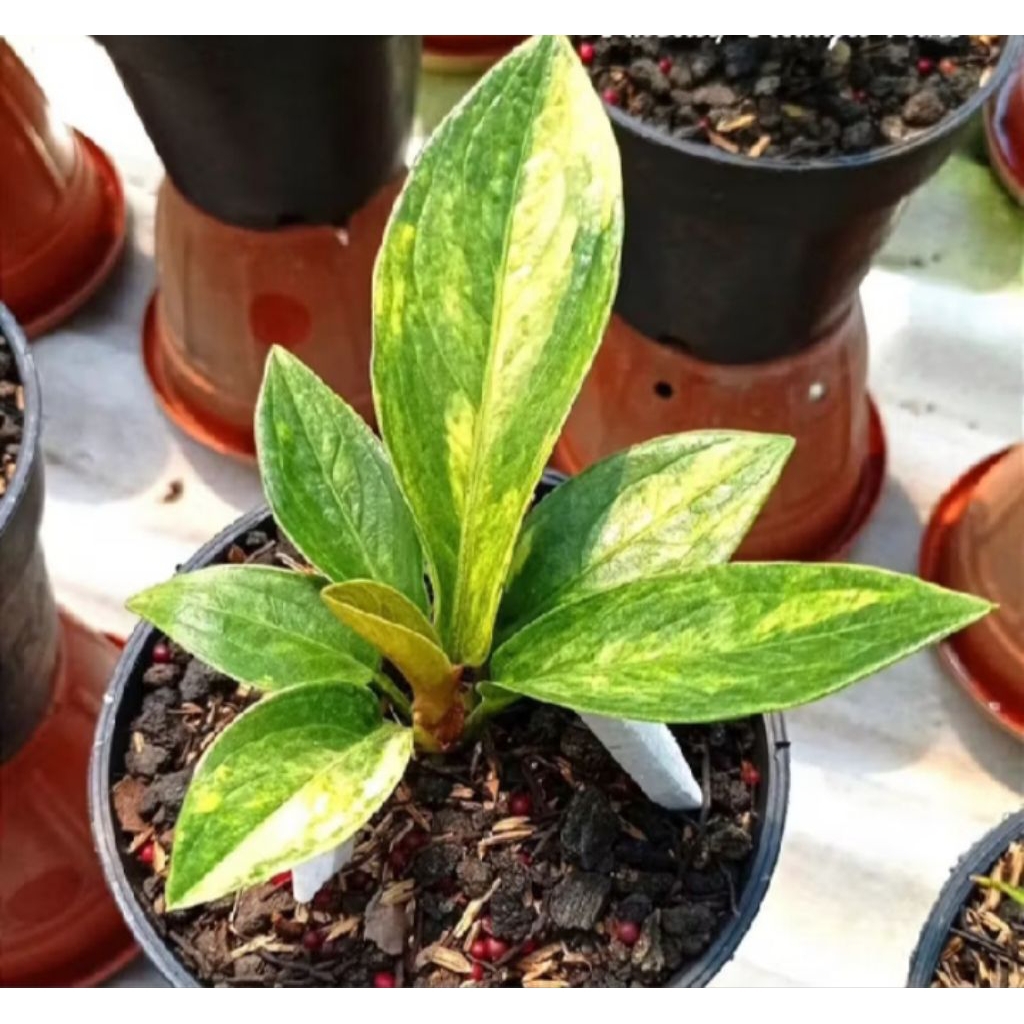 Tanaman Hias Anthurium jemani varigata- jemani cobra varigata