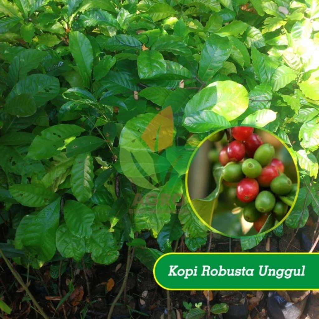 50 bibit kopi robusta cabutan/bibit pohon kopi robusta