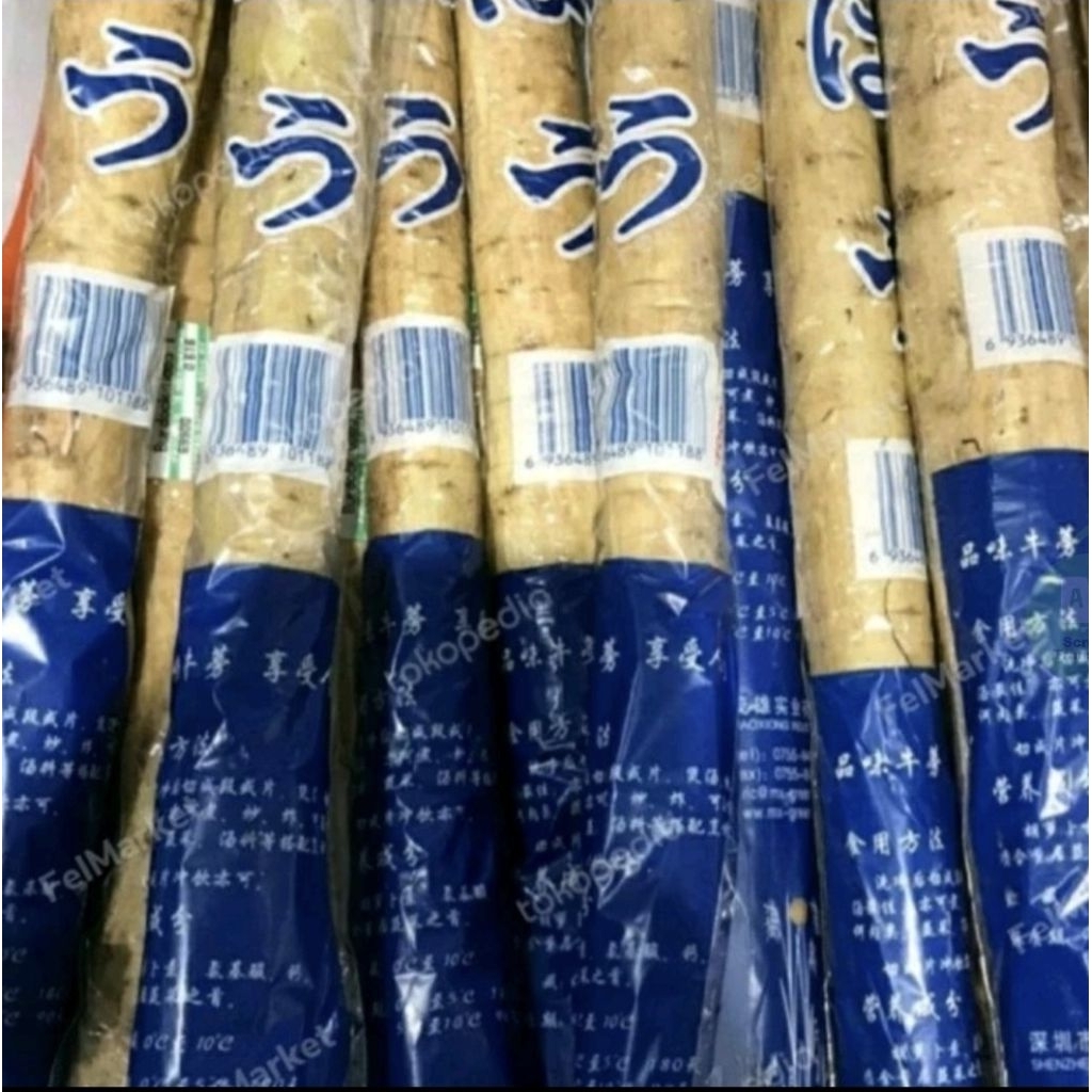 akar gobo burdock | ketela jepang burdock root | pcs