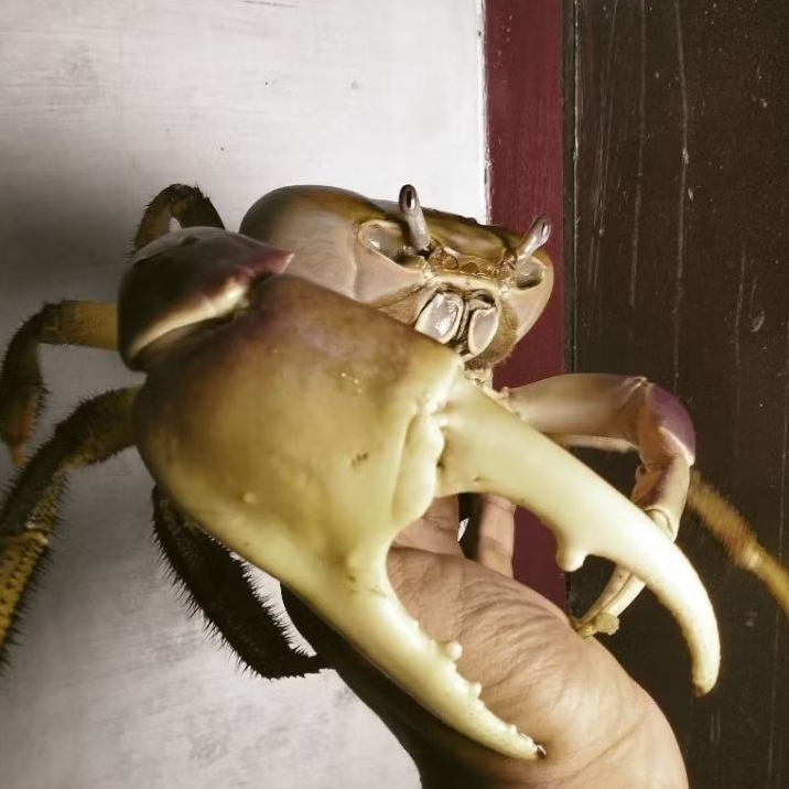 Kepiting Darat Jumbo 50% jinak jenis Cardisoma Carnifex Hidup | Kepiting Hias Besar Unik Eksotis Sia