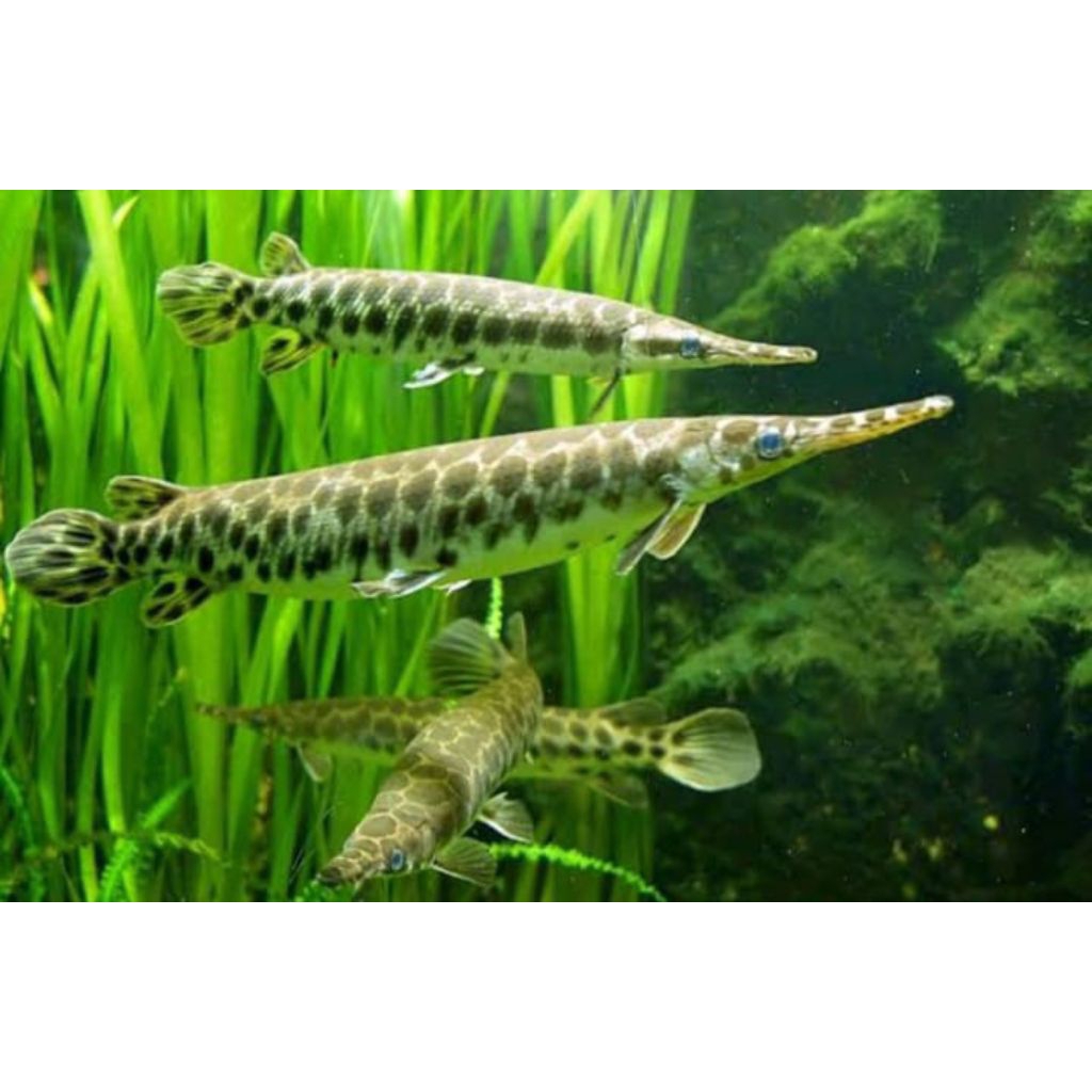 replika gar Florida 10-15cm bergaransi