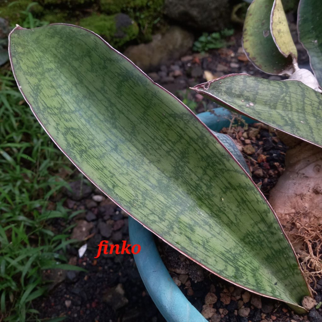 sansevieria sp. karatu, Tanzania
