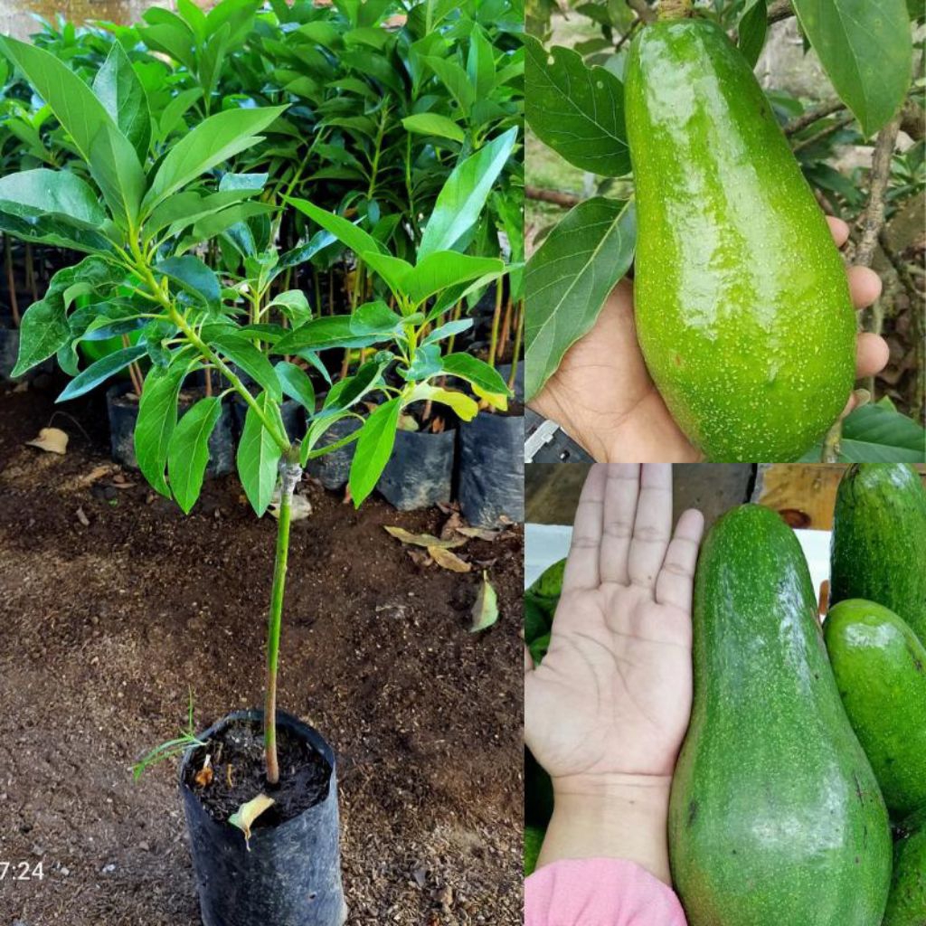 Bibit Tanaman Alpukat Aligator Pohon Alpukat Aligator