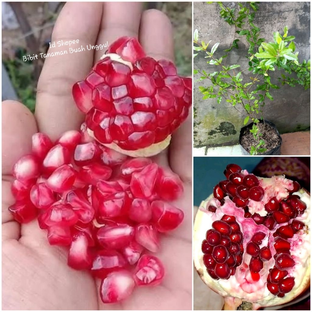 Bibit Delima Merah Biji Lunak / Delima Merah Spanyol