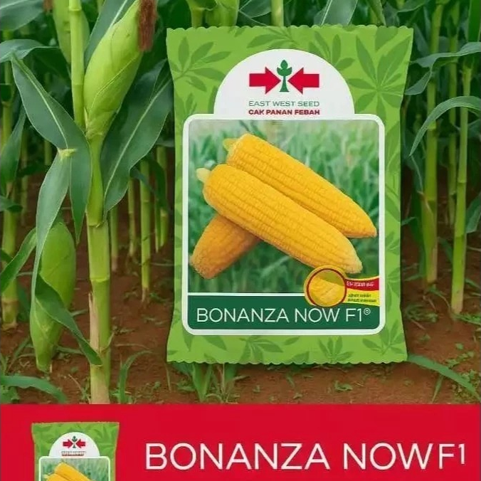 Benih Jagung Manis Bonanza Now 1800 Butir Manis