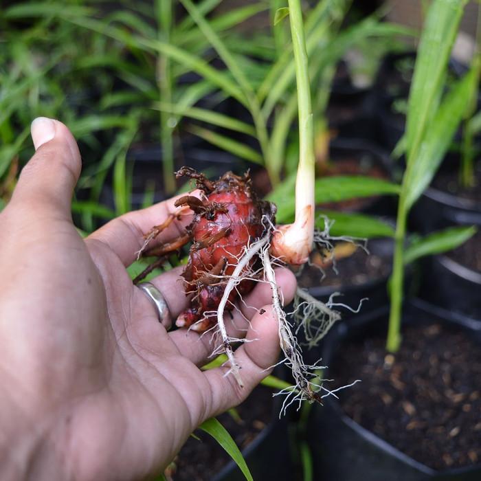 Bibit jahe merah siap tanam kualitas super / bibit jahe emprit