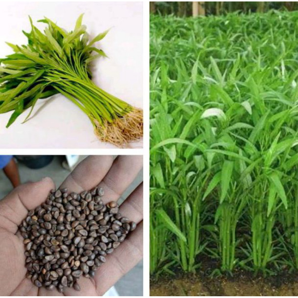 50biji bibit kangkung daun kecil pertiwi original