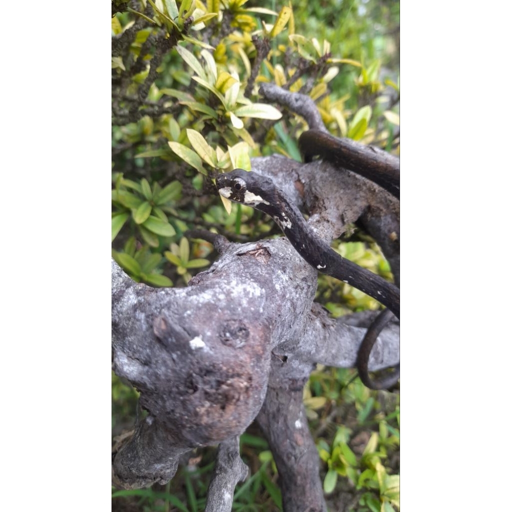 PAJANGAN BUAT DISPLAY ULAR SIPUT JERAPAH