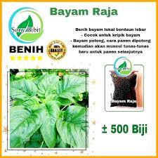Benih Bayam Raja Lokal Bayam Petik Benua Bayam Daun Lebar Kemasan Ekonomis