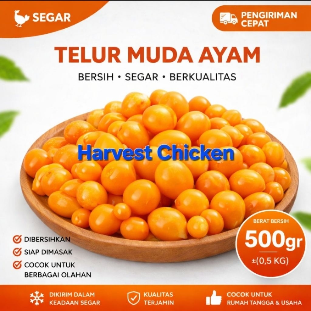 Telur Muda Ayam Peren Segar  "500gr"  | Uritan Ayam untuk Mie Ayam & Bubur | Bersih siap  kirim