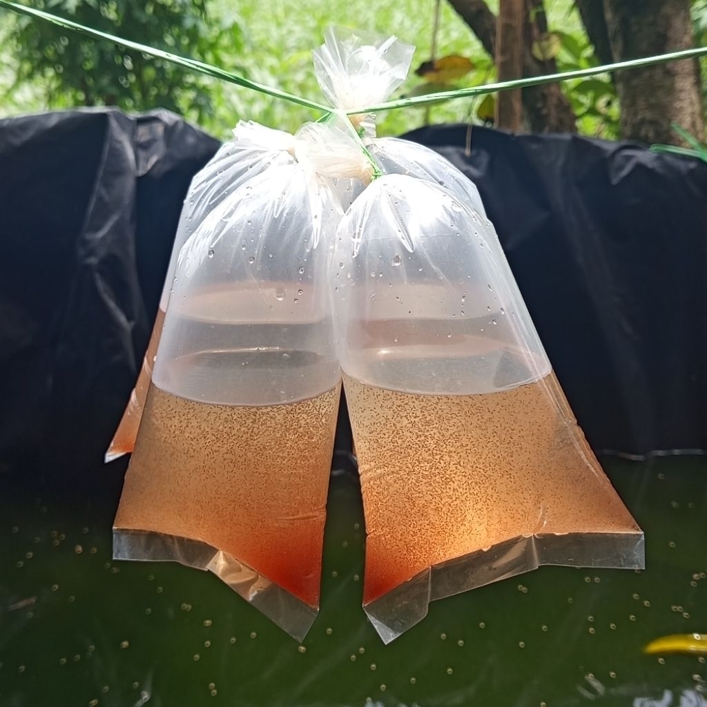 starter moina | kutir moina | kutu air | moina macrocopa