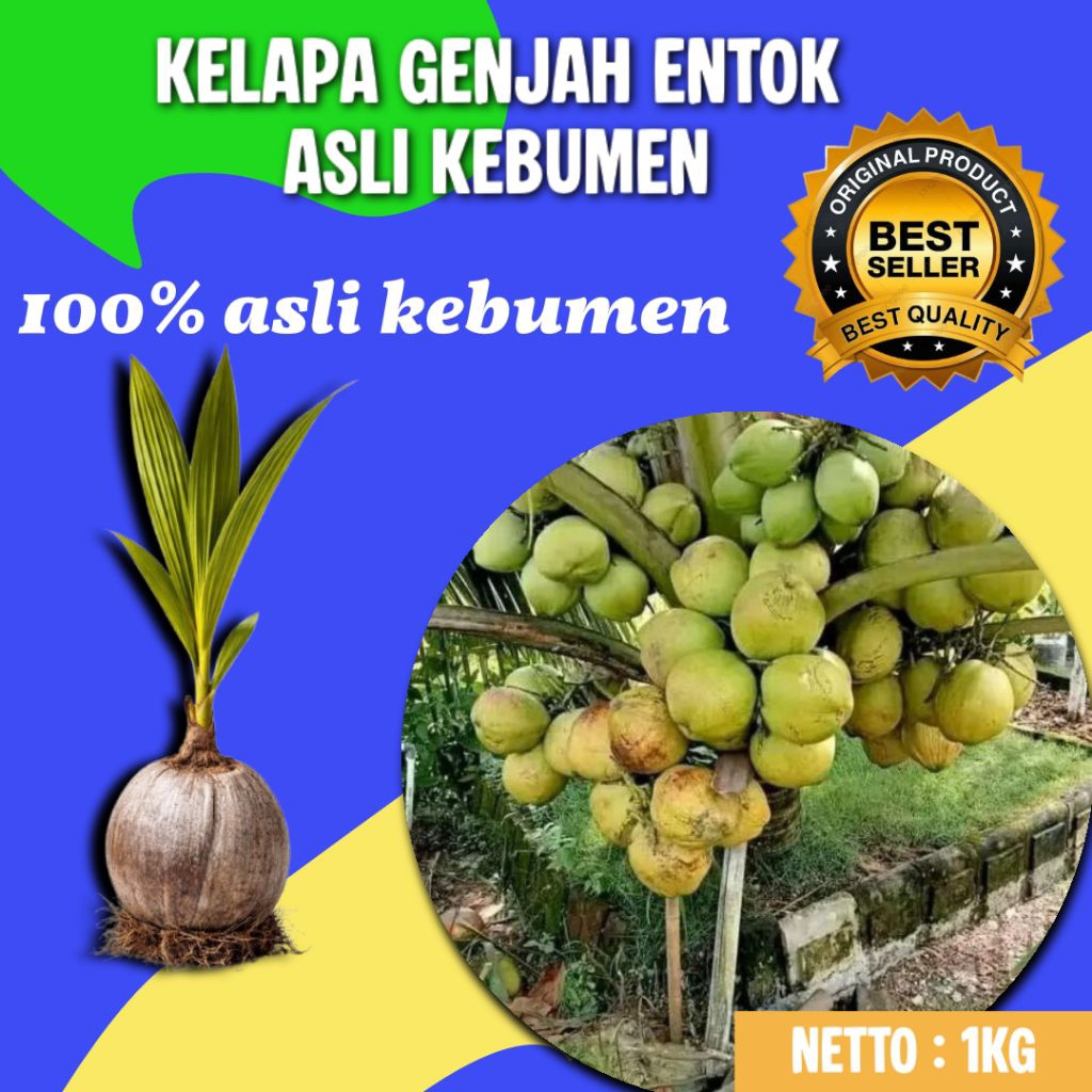 TERLARIS  Bibit Kelapa Genjah Buah Besar, Bibit Kelapa Genjah Entok, Bibit Kelapa Genjah Entok Berse