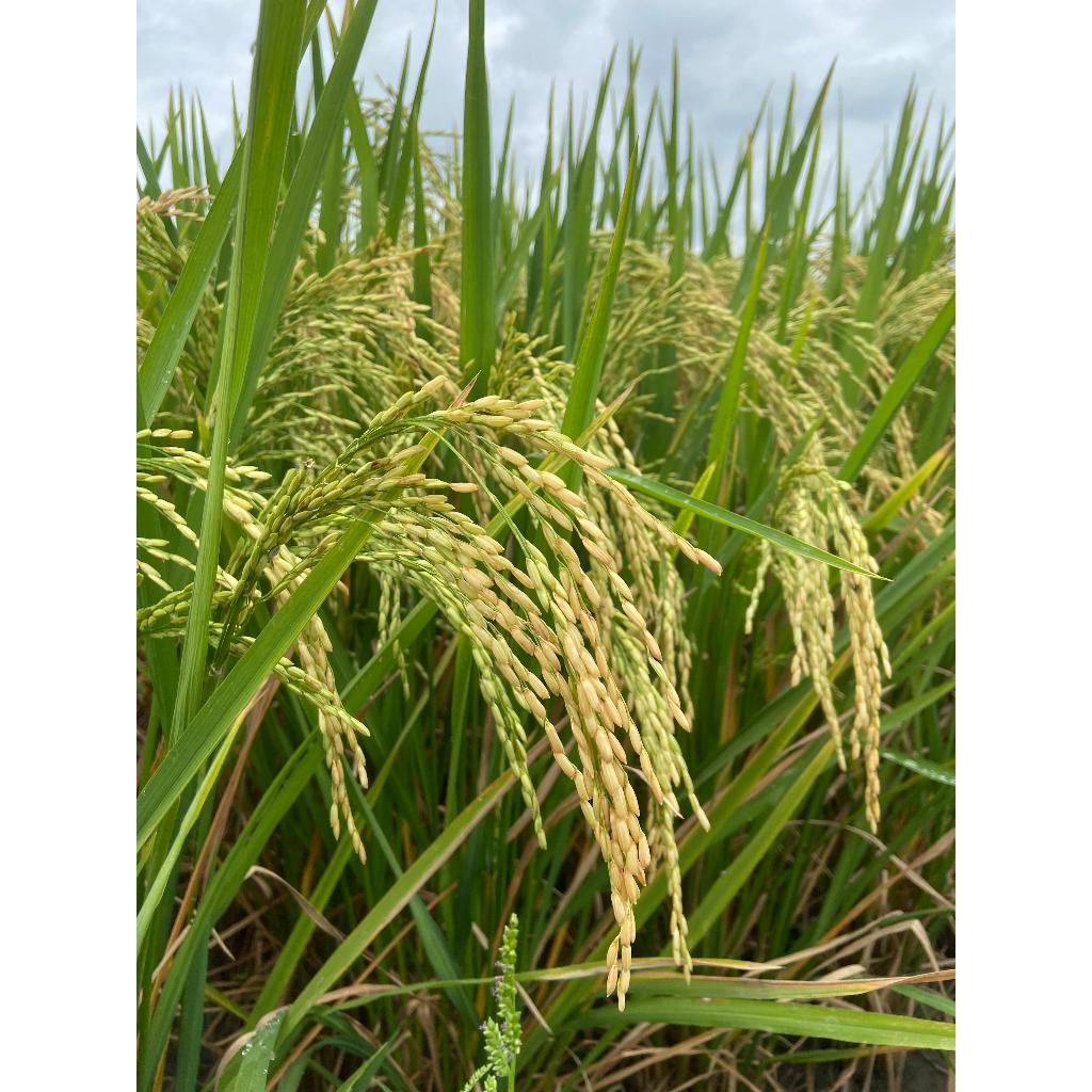 Benih Padi Inpari 48 Blas (AGRO SENTOSA)
