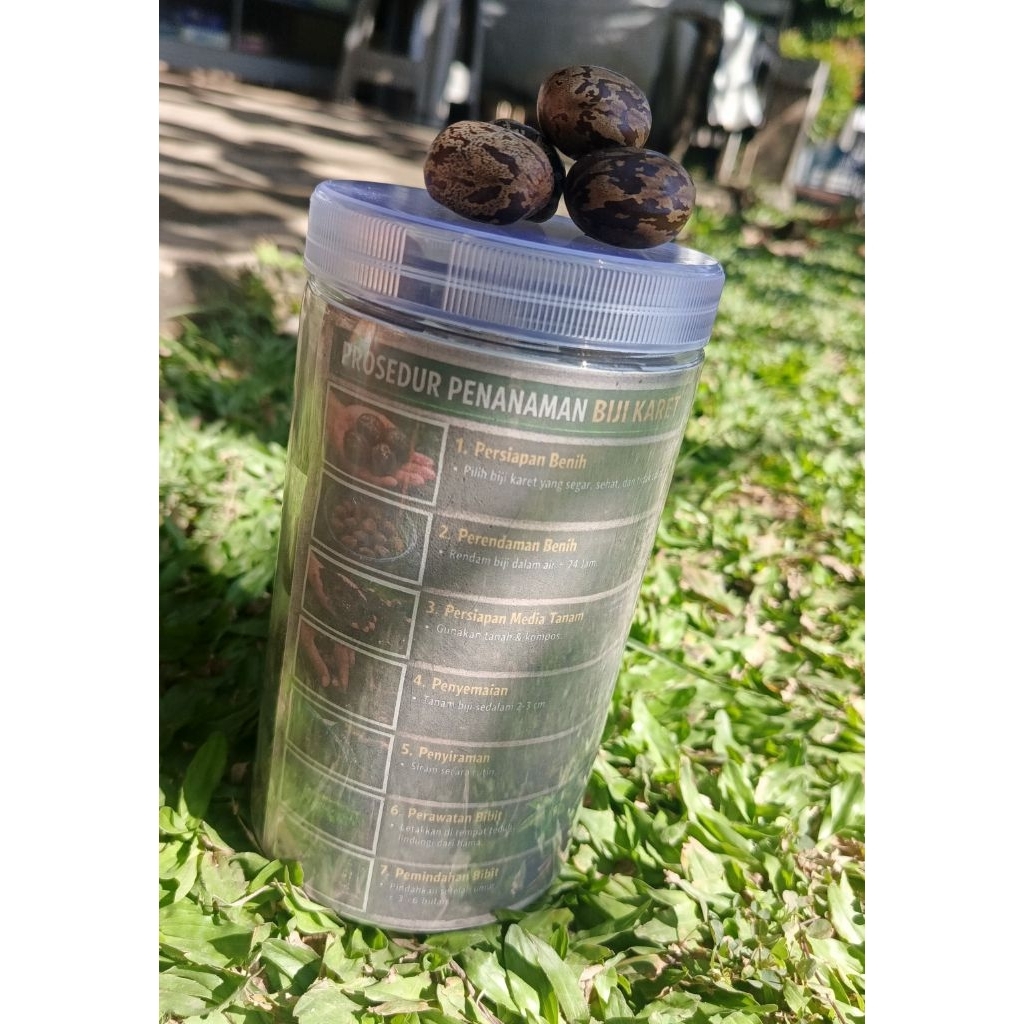 Paket Hemat 100 Biji Karet Unggul (PB 260) – Siap Tanam & Mudah Tumbuh