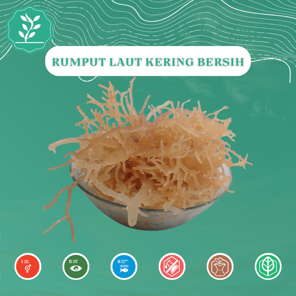 Rumput Laut Merah Kering Bersih - Kering Standar Untuk Agar-agar Dan Puding