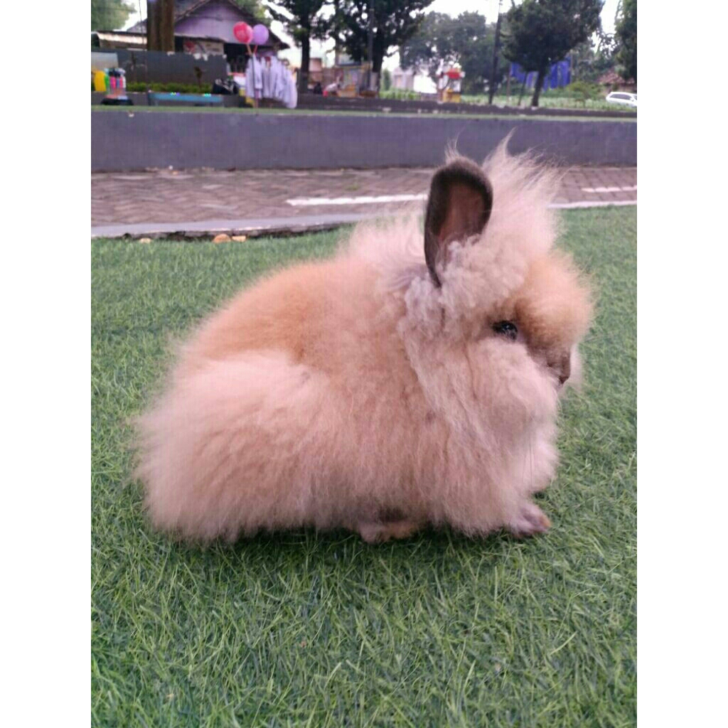 KELINCI HIDUP IMPORT MINI LION HEAD - 5 BULAN