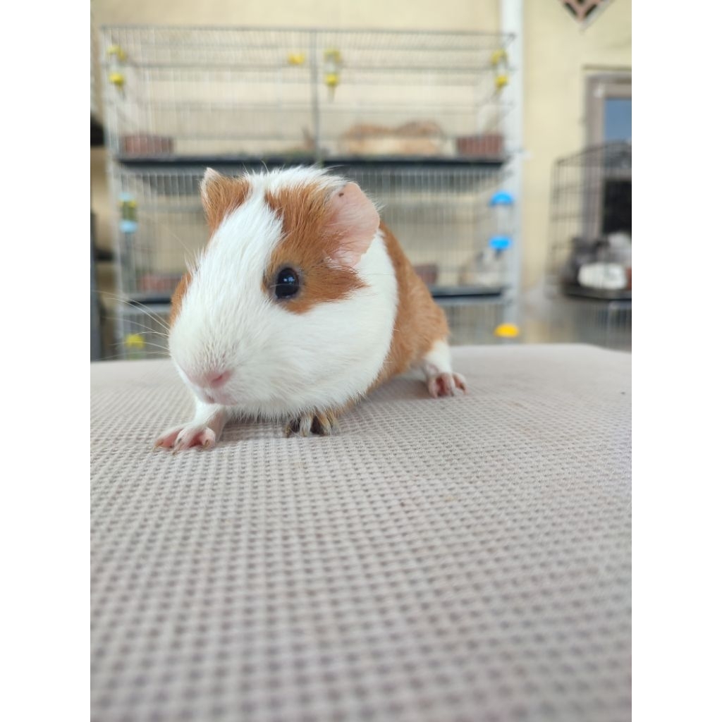 Marmut lokal - guinea pig - boneka sehat jinak lincah