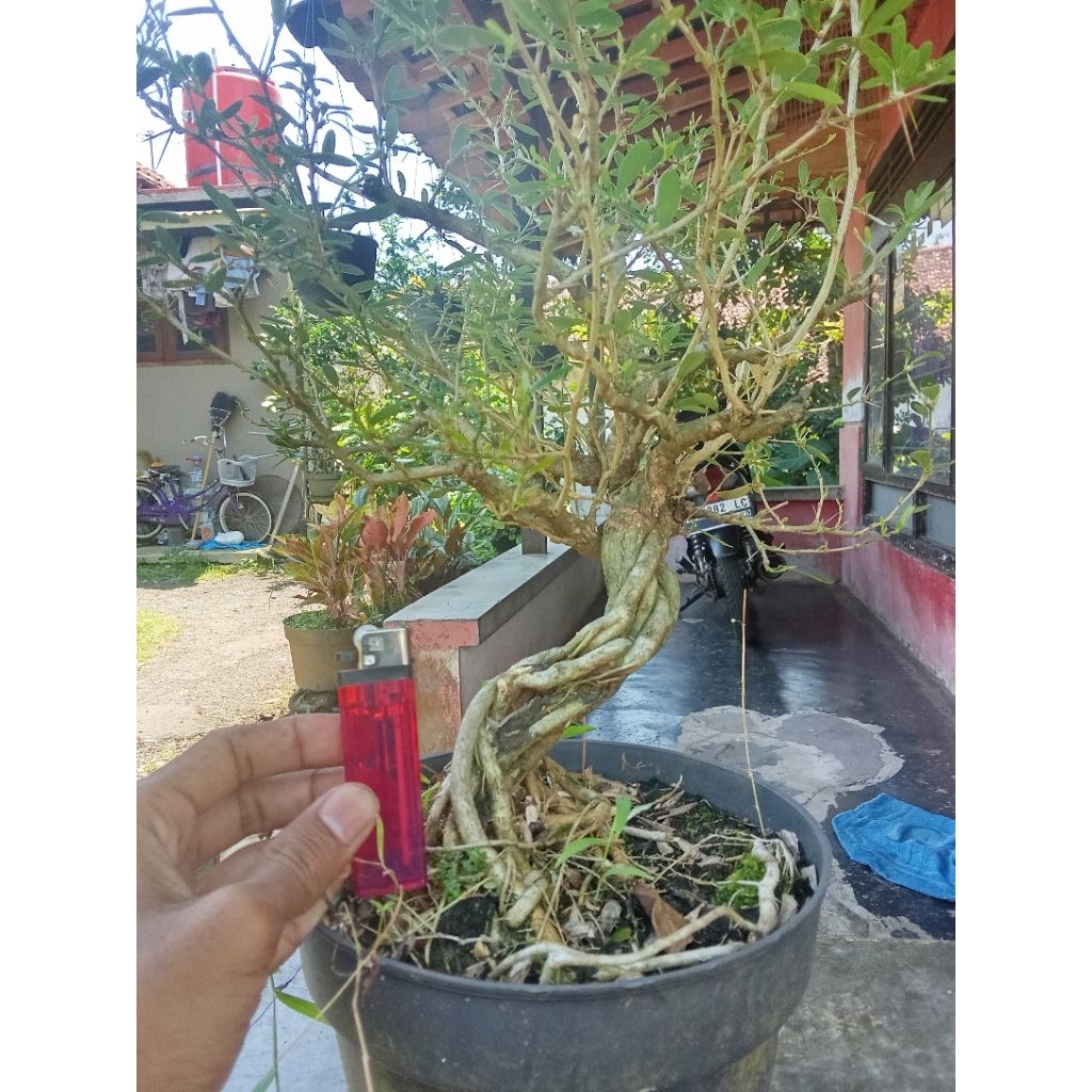 bonsai saeng simbur bunga ungu