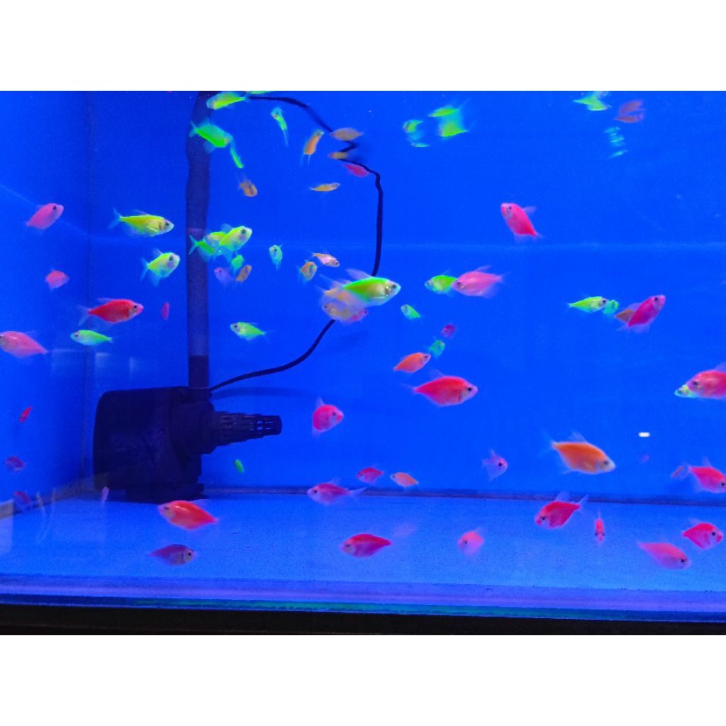 Ikan hias warna warni