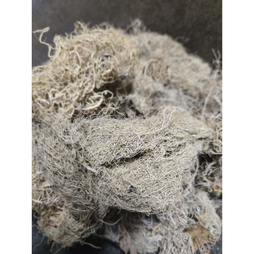 Kayu Angin Kering / Akar Angin