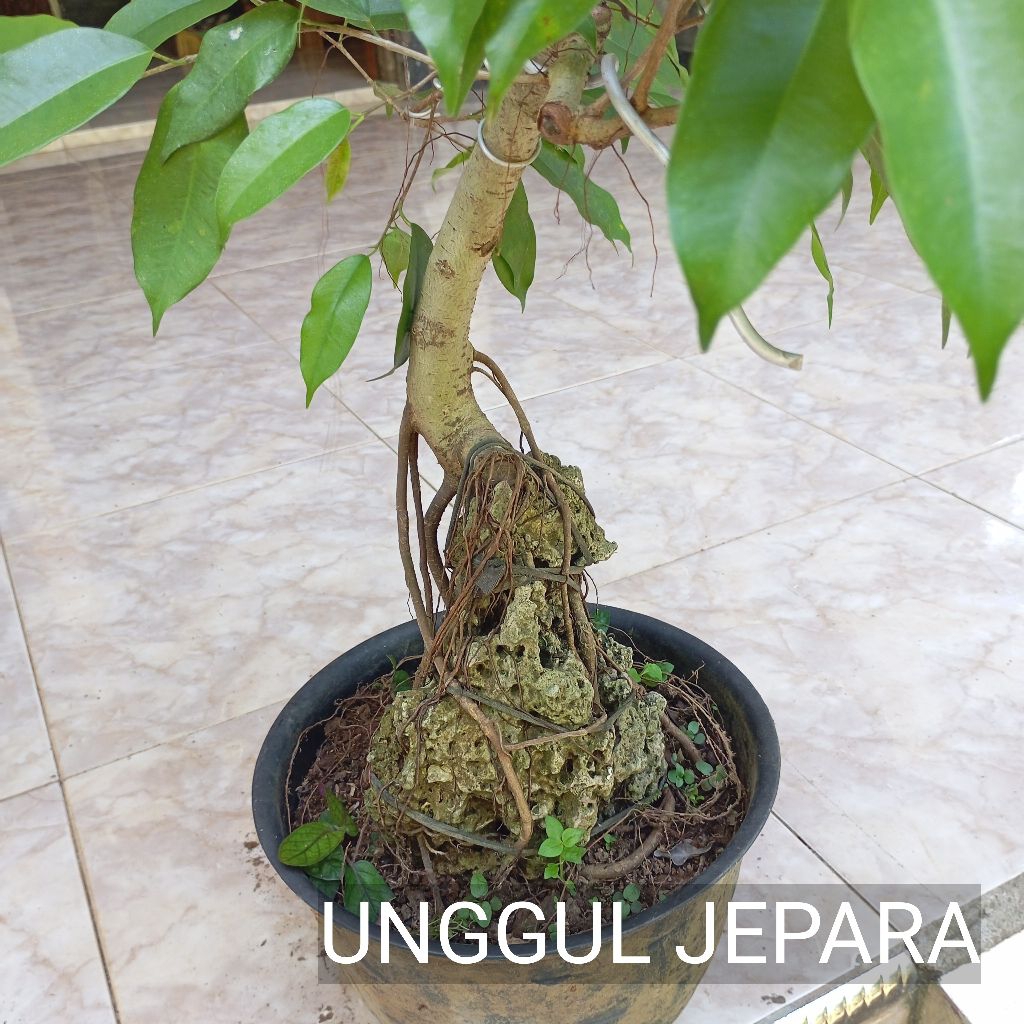 BONSAI BERINGIN BENJAMIN