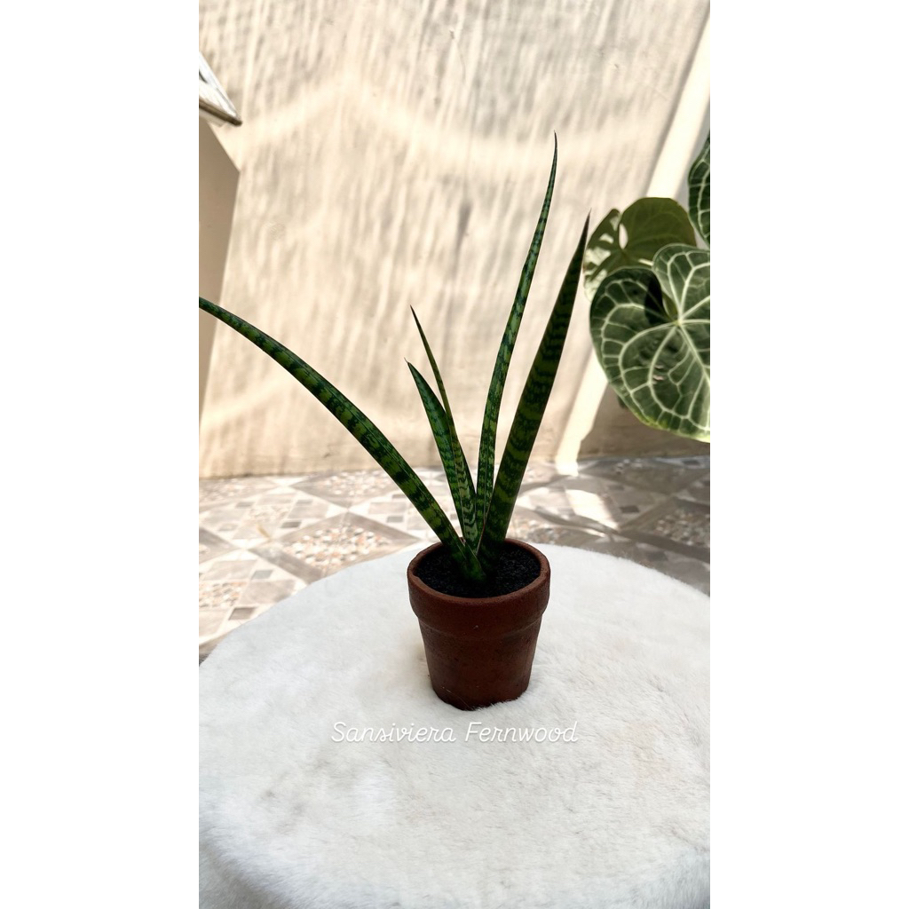 Sansiviera Fernwood