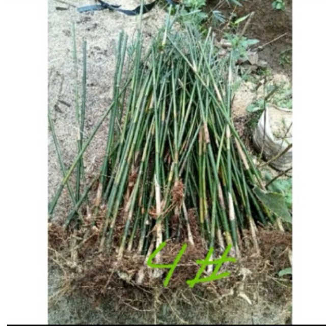tanaman hias bambu jepang