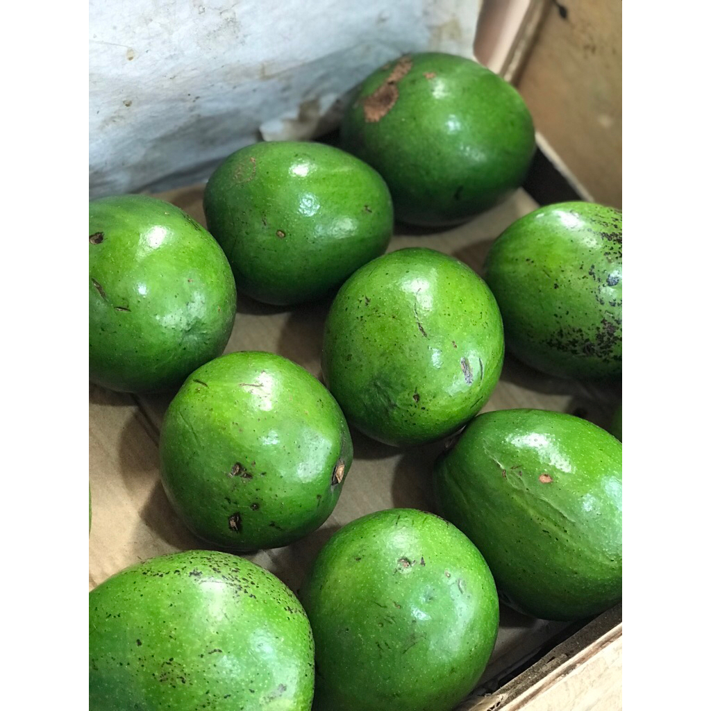 Alpukat Miki Segar / Buah alpukat miki