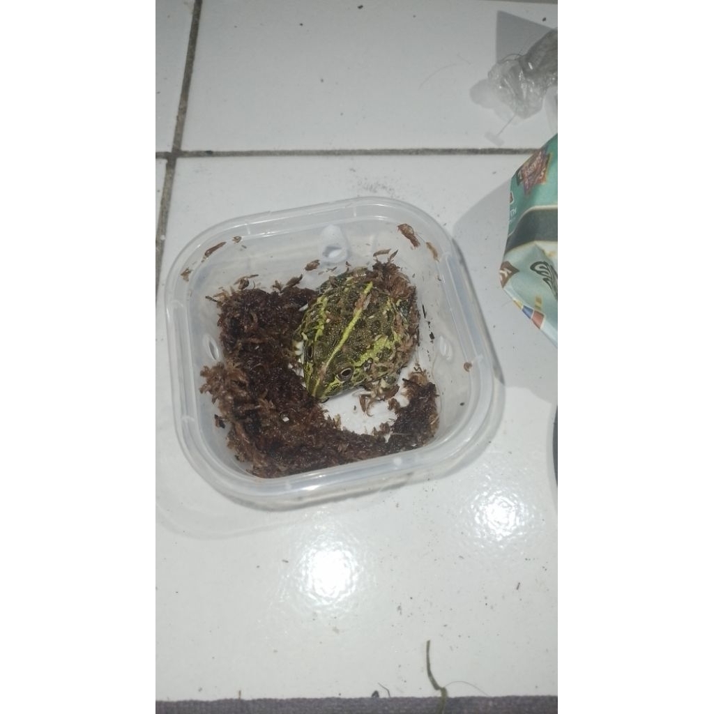 mainan PIXIE FROG