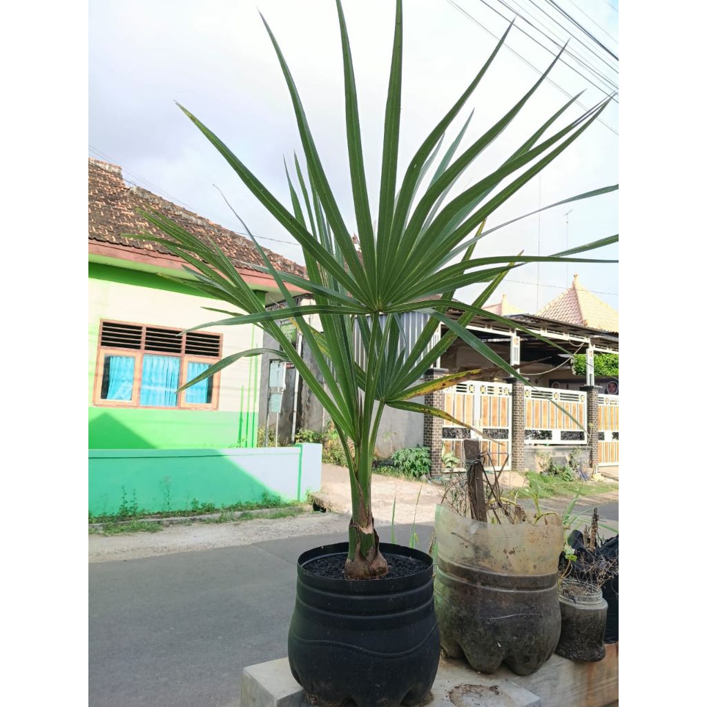 Bibit Pohon Lontar Kualitas Hight (Dikirim Plus POT, Sudah Hidup 1-2 Tahun Di Dalam Pot)Stok Ready B