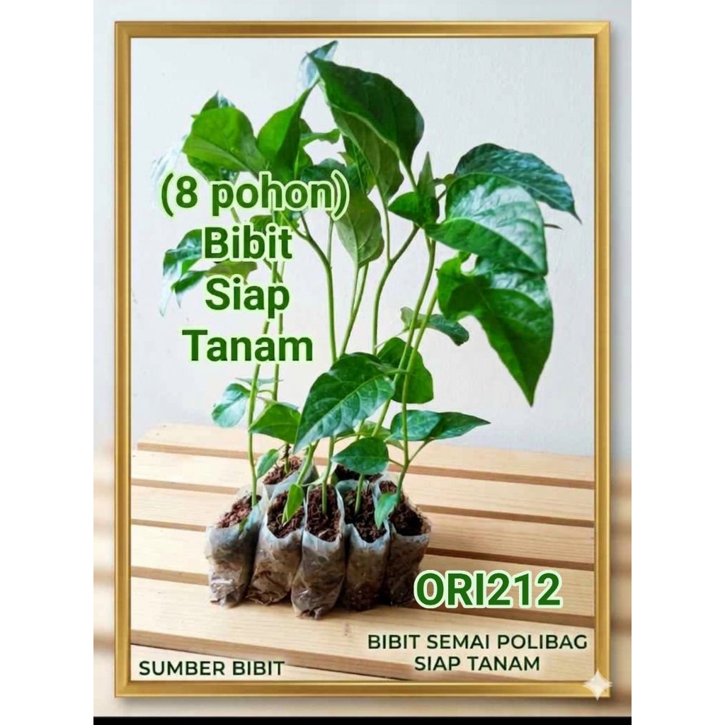 Bibit cabe setan ORI 212 (8 POHON)