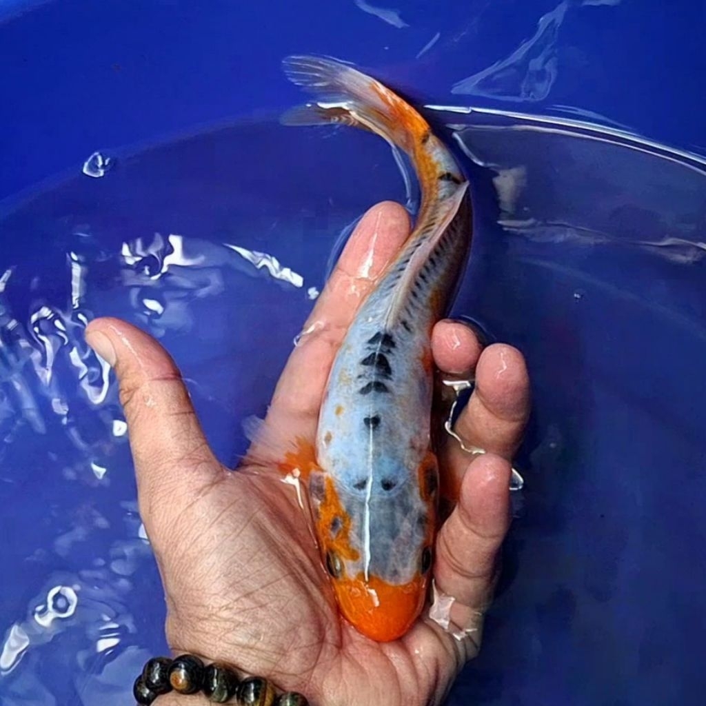Ikan Koi Blitar Jenis Shusui / Rumah Koi Jakarta / kode 005