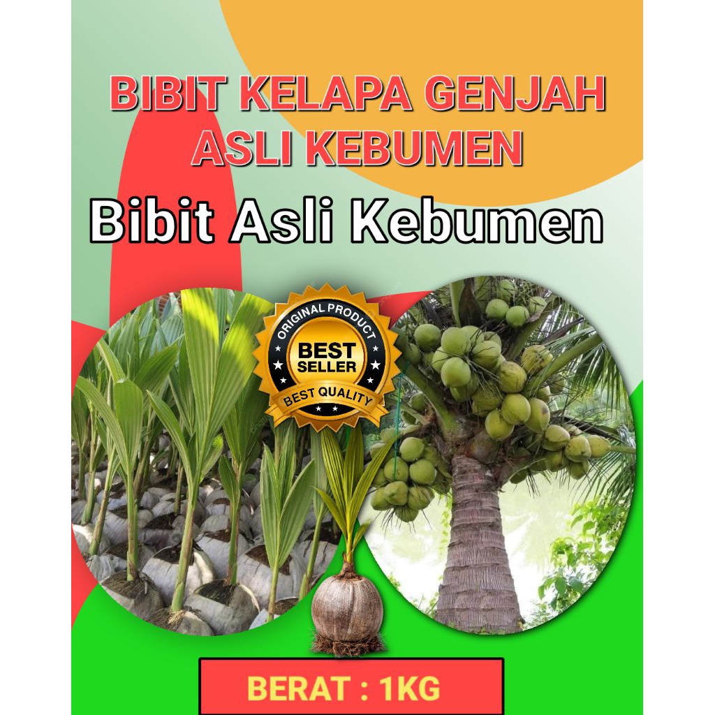 HARGA GROSIR  Bibit Buah Kelapa Pendek Entok Jumbo