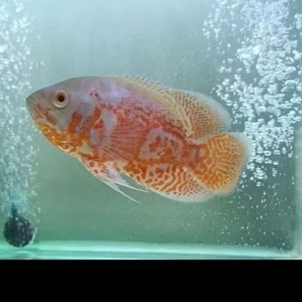 ikan oscar nemo 7-8 cm