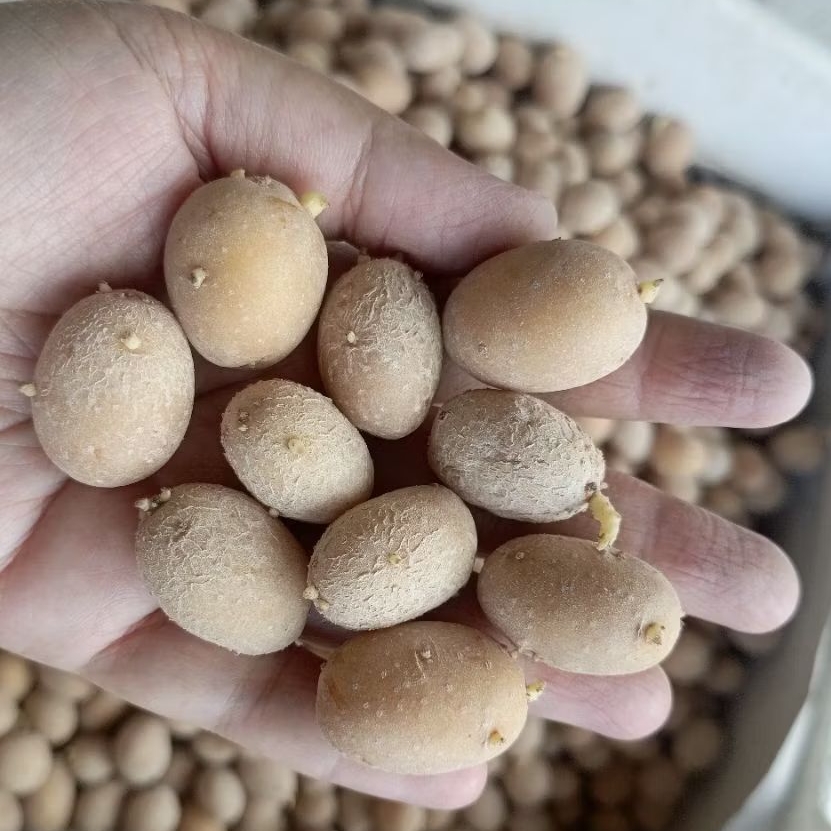 Bibit kentang Granola L g0 (telur puyuh)