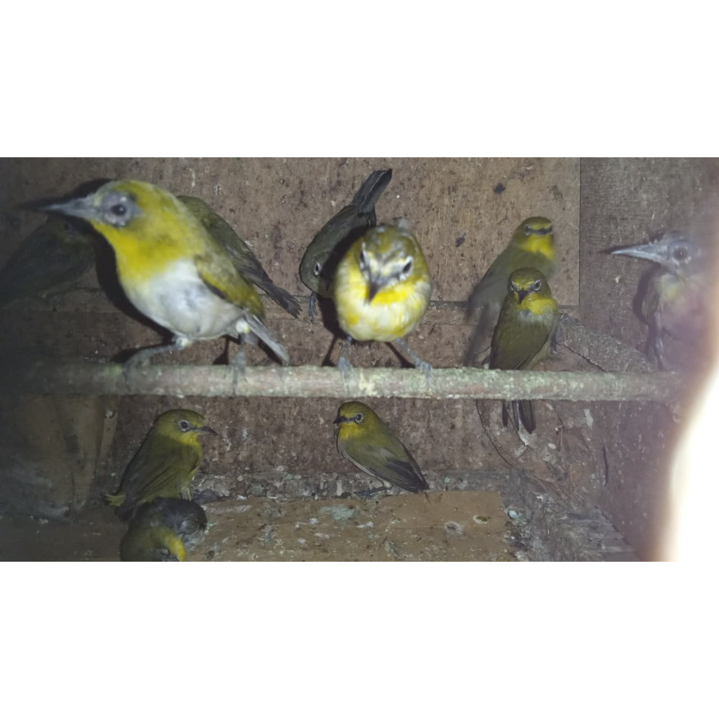 Pleci Auri Tangerang