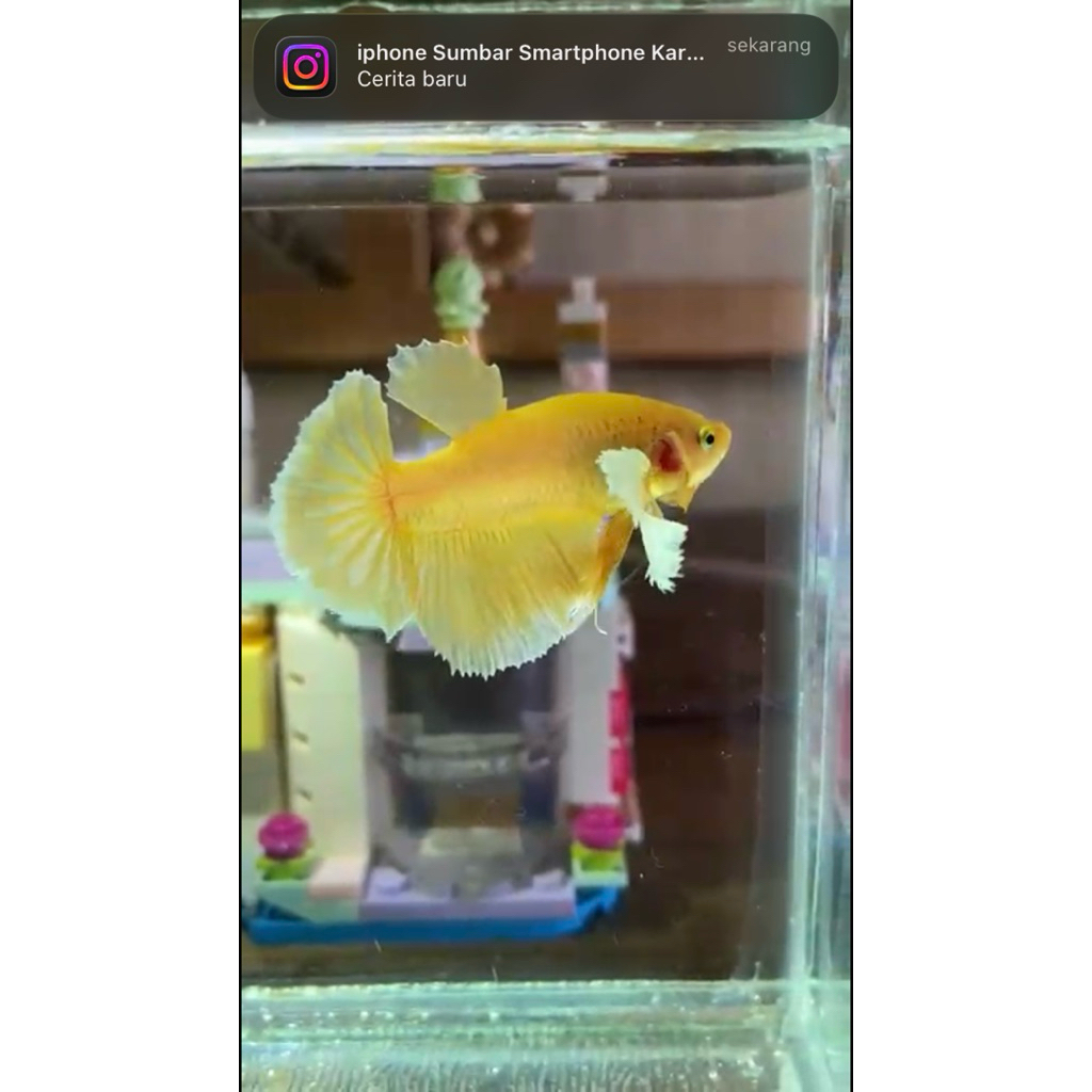 cupang dumbo ear