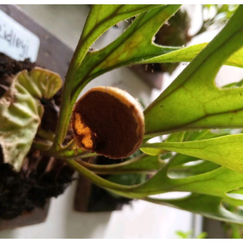 spora platycerium ridleyi isi ribuan bibit