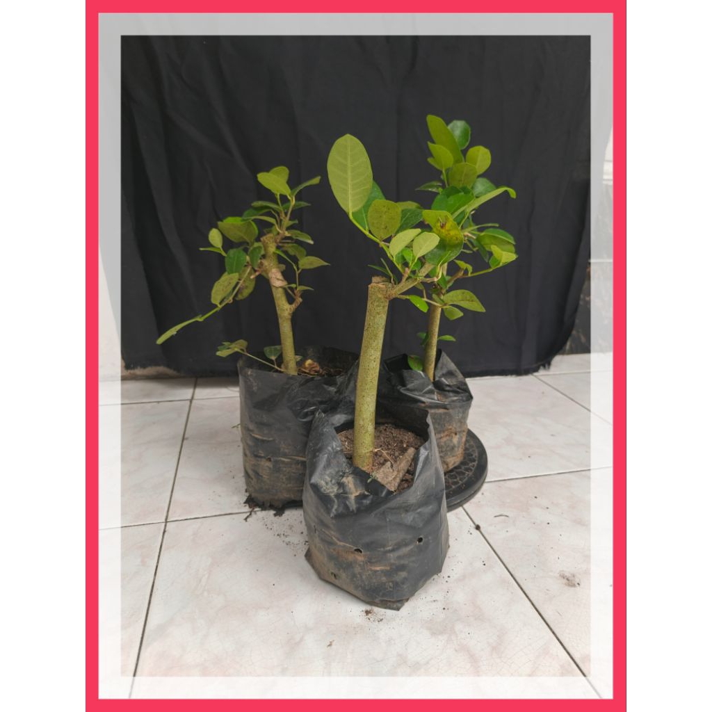 bahan bonsai ampelas taiwan