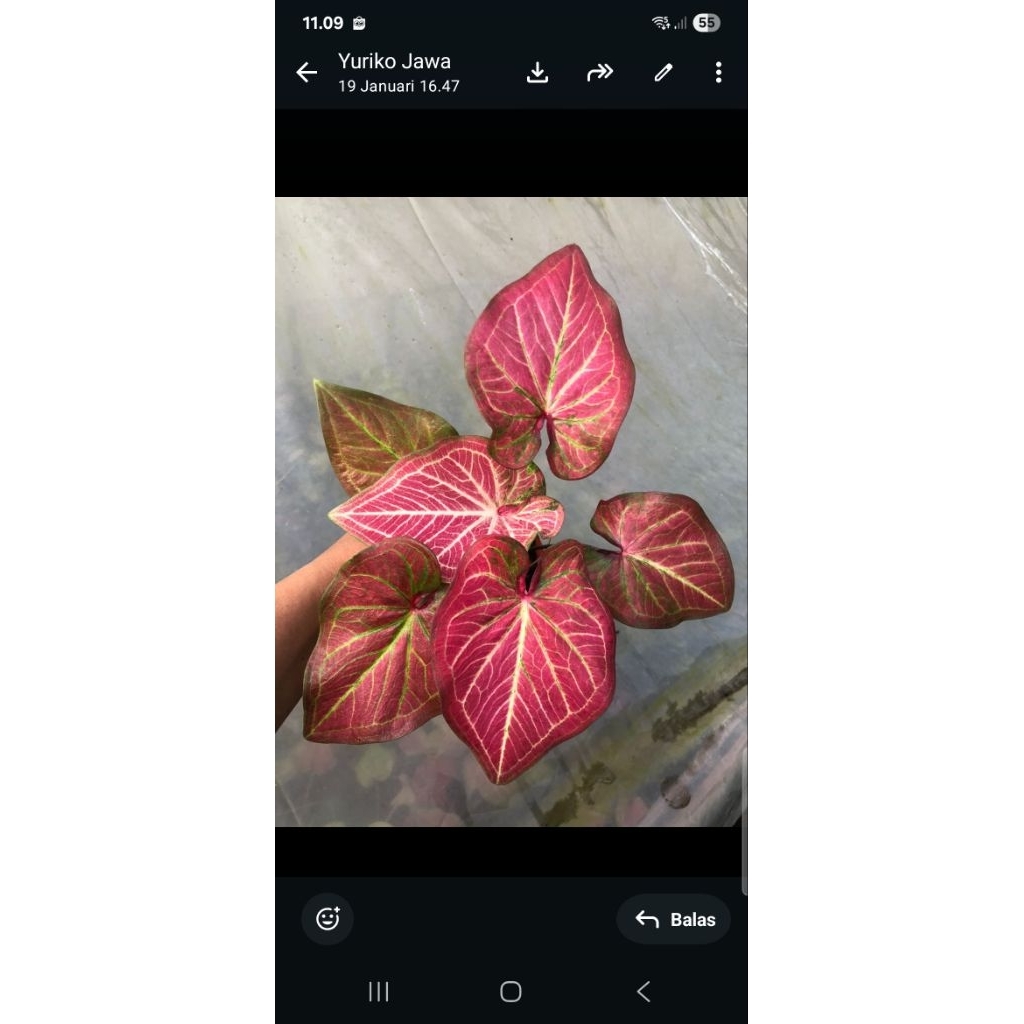 Tanaman caladium thailand  Prasetong anakan remaja besar