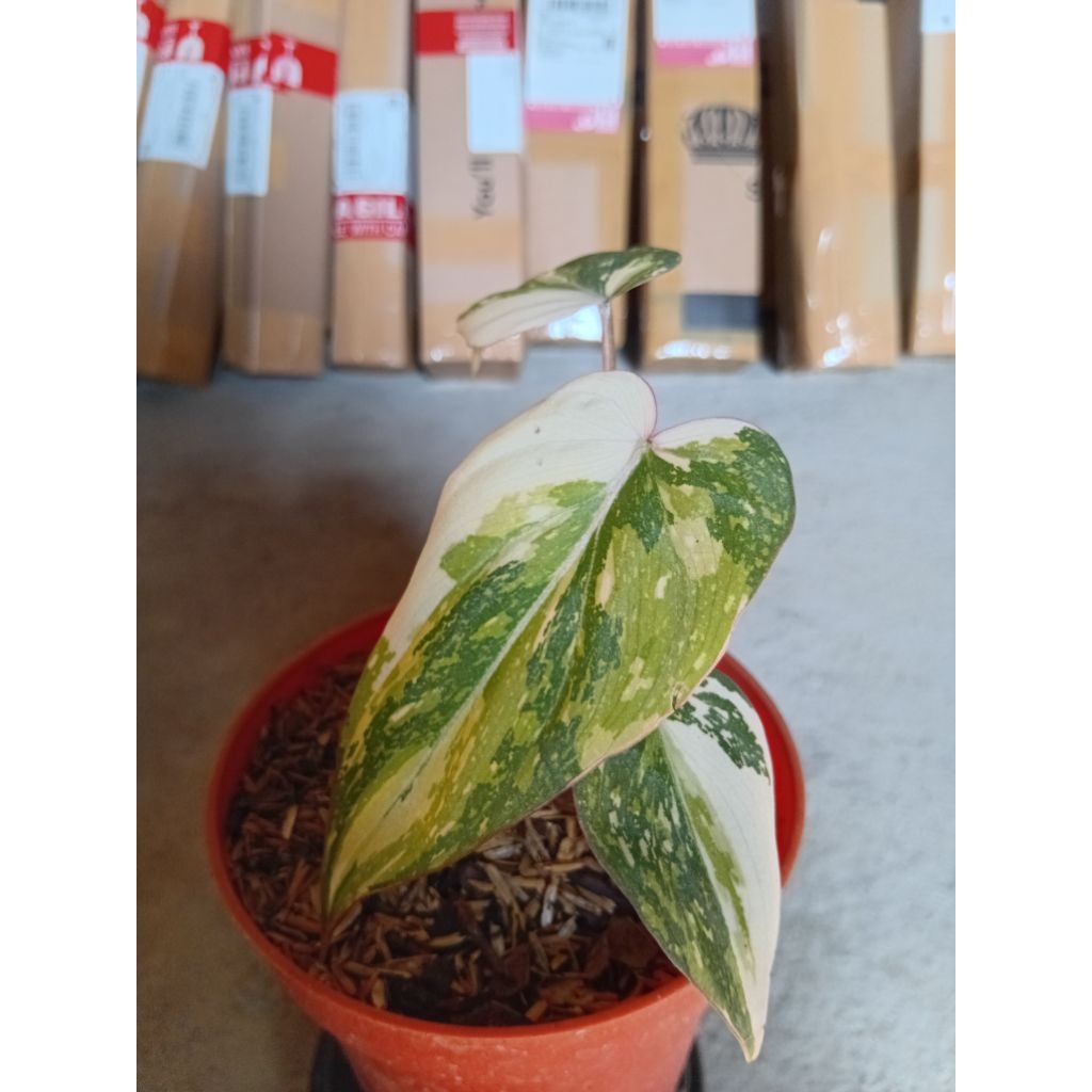 Philodendron Gloriosum Varigata Tricolor Real Pict "tanaman indor"