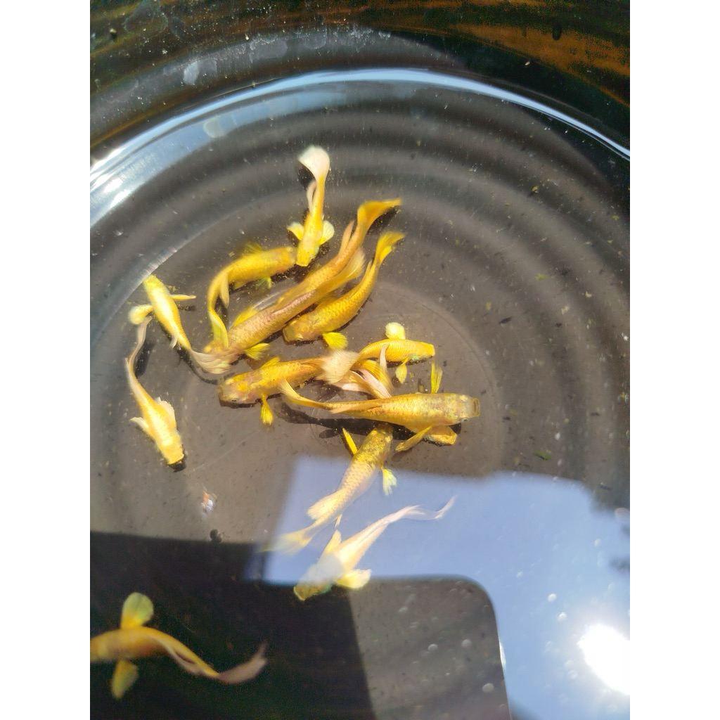 guppy full gold